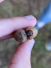 Dynastes tityus