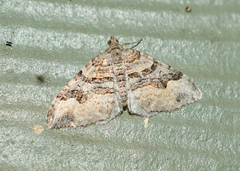 Xanthorhoe defensaria