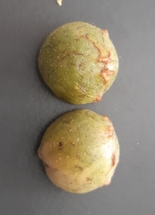 Andricus infectorius