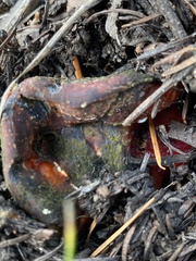 Hypomyces lactifluorum