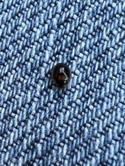 Exochomus marginipennis