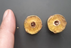 Andricus infectorius