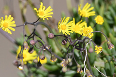 Crassothonna capensis