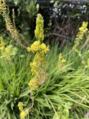 Bulbine frutescens