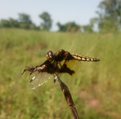 Palpopleura