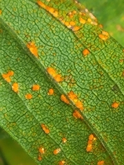 Coleosporium solidaginis