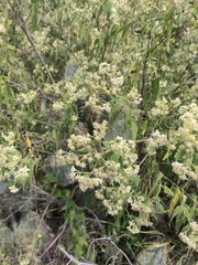Montanoa tomentosa