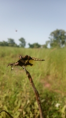 Palpopleura