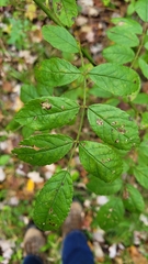 Rosa multiflora