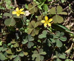 Oxalis exilis