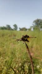 Palpopleura