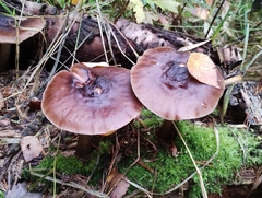 Pluteus