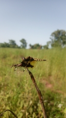 Palpopleura