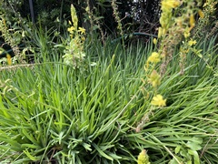 Bulbine frutescens