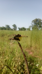 Palpopleura