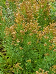 Solidago canadensis