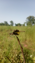 Palpopleura