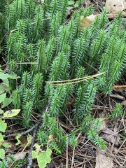 Lycopodiaceae