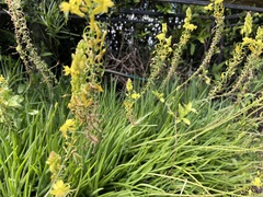 Bulbine frutescens