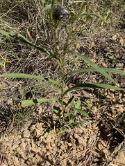 Eurybia hemispherica