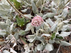 Eriogonum latifolium