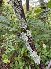 Parmelioideae