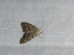 Nola thymula