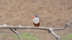 Halcyon leucocephala