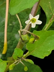 Solanum emulans