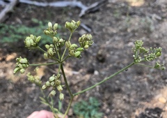 Ligusticum grayi