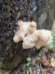 Hericium coralloides