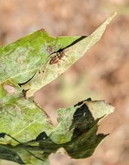 Chrysoperla