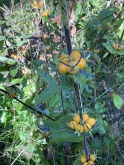 Triosteum perfoliatum