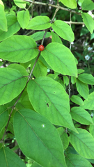 Lonicera
