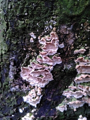 Chondrostereum purpureum