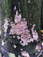 Chondrostereum purpureum