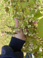 Fallopia scandens