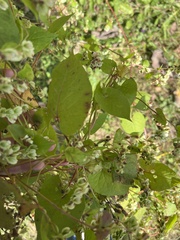 Fallopia scandens