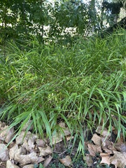 Hakonechloa
