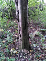 Chondrostereum purpureum