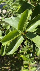 Viburnum odoratissimum