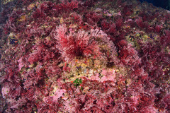 Sphaerococcus coronopifolius