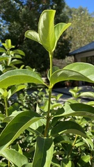 Viburnum odoratissimum