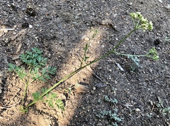Ligusticum grayi