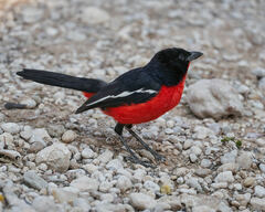 Laniarius atrococcineus