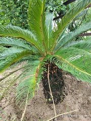 Cycas