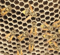 Brachygastra mellifica