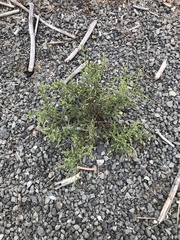 Dittrichia graveolens
