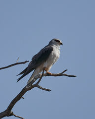 Elanus caeruleus caeruleus