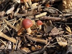 Leratiomyces ceres